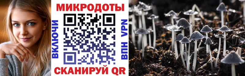 Галлюциногенные грибы Psilocybe  где продают   Киселёвск 
